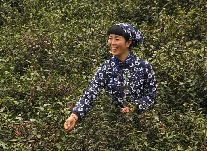 黑色大丽花